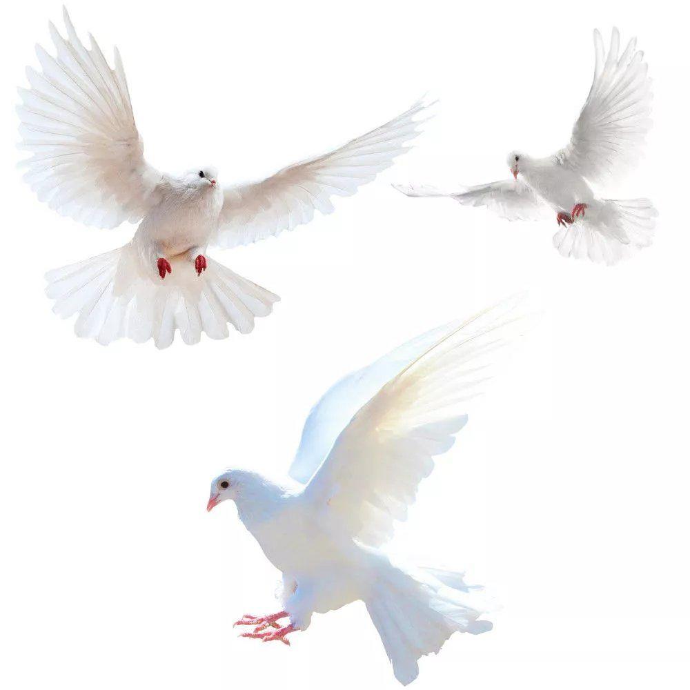 Peace Dove Wall Stickers for L - Zara Home Bathroom Accessories 评论和价格