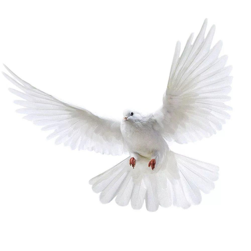 Peace Dove Wall Stickers for L - Zara Home Bathroom Accessories 评论和价格