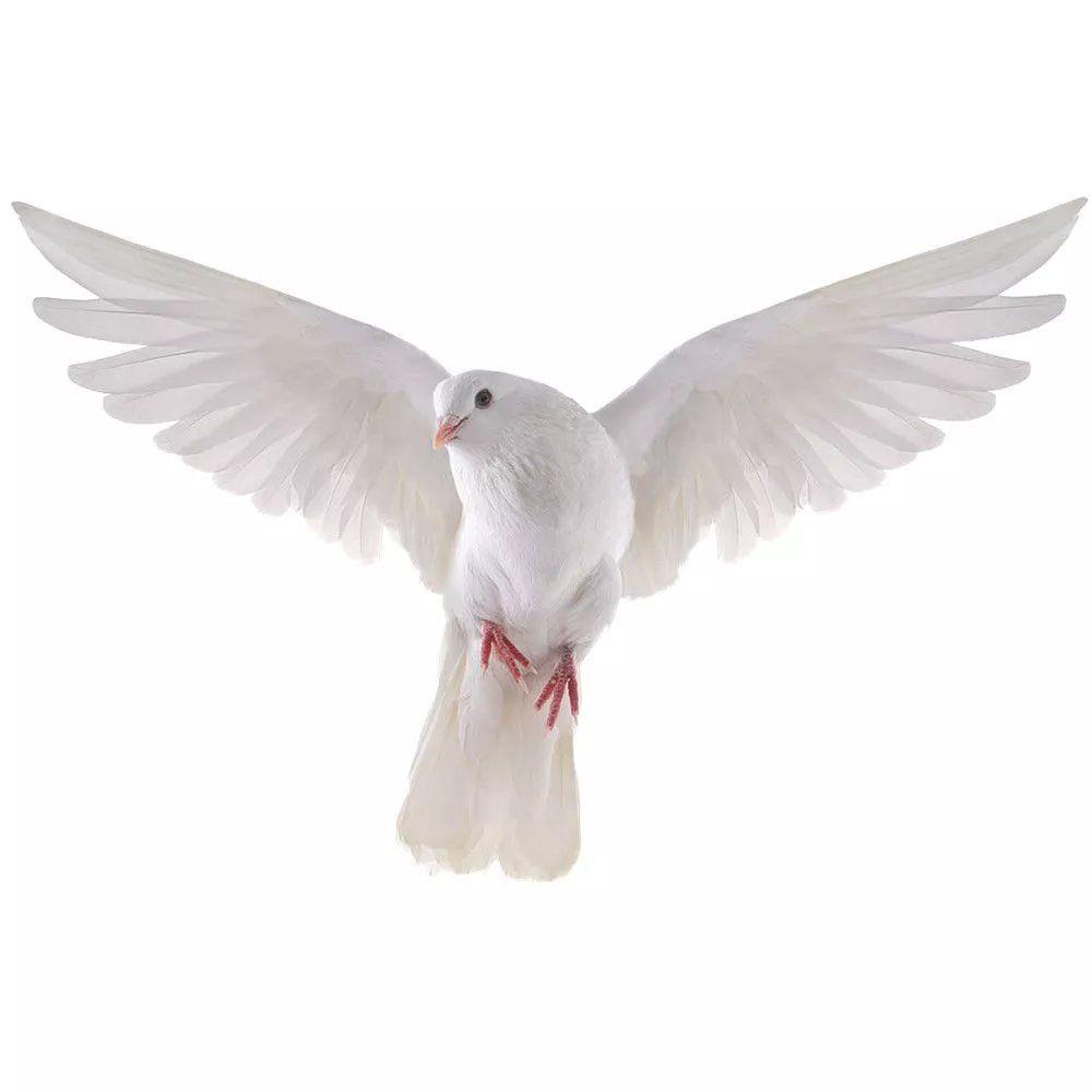 Peace Dove Wall Stickers for L - Zara Home Bathroom Accessories 评论和价格
